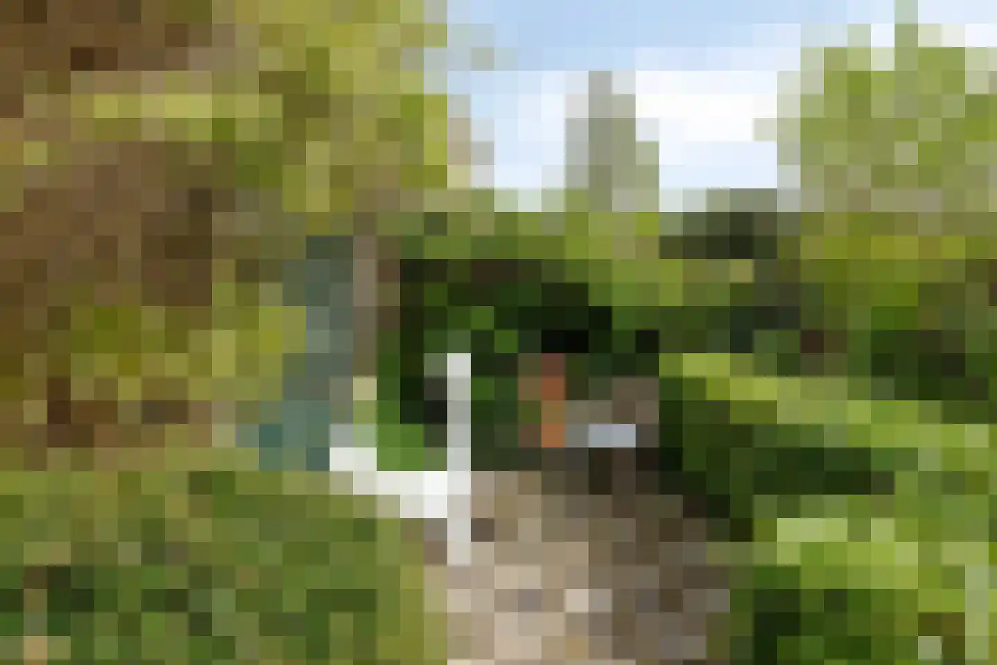 Boksdoorn 3 Krimpen aan den IJssel thumbnail 31