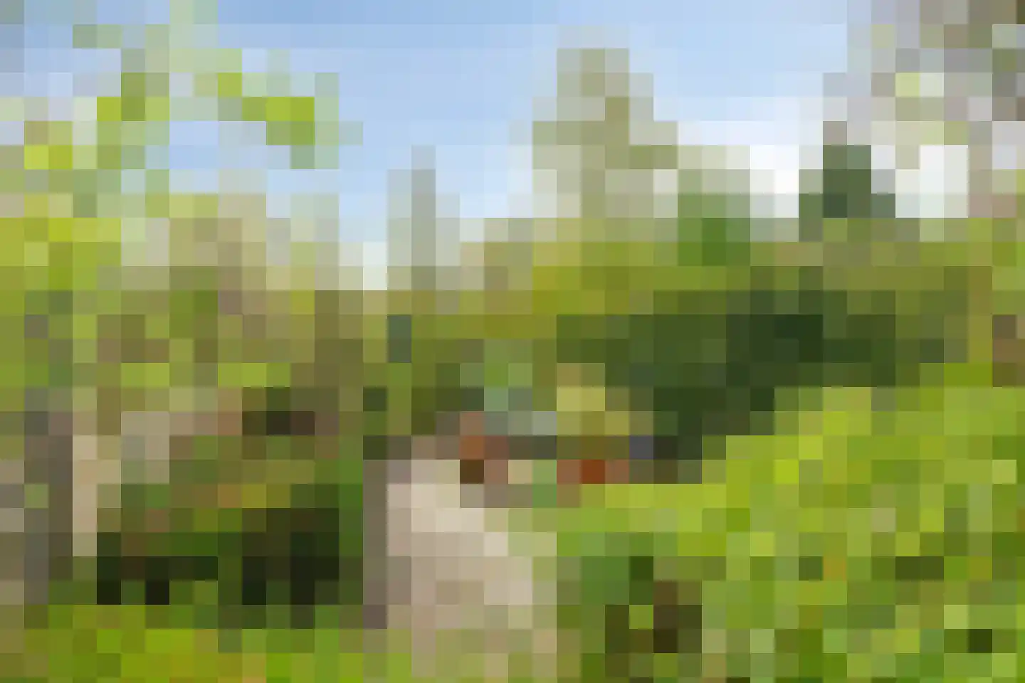 Boksdoorn 3 Krimpen aan den IJssel thumbnail 32