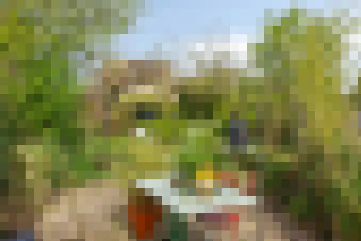 Boksdoorn 3 Krimpen aan den IJssel thumbnail 33