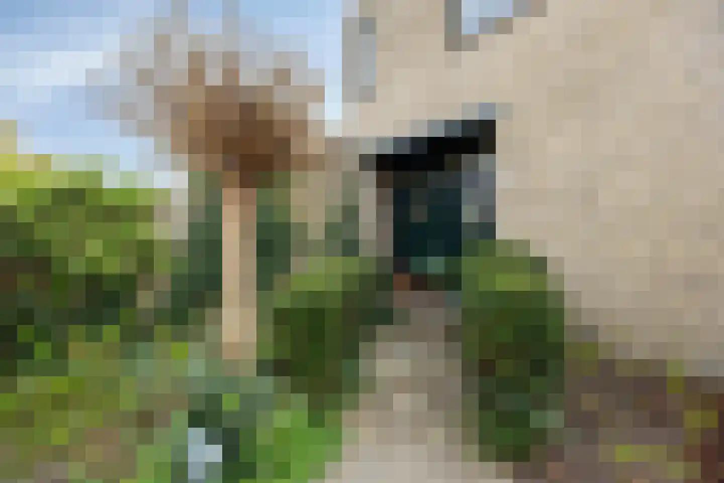 Boksdoorn 3 Krimpen aan den IJssel thumbnail 38