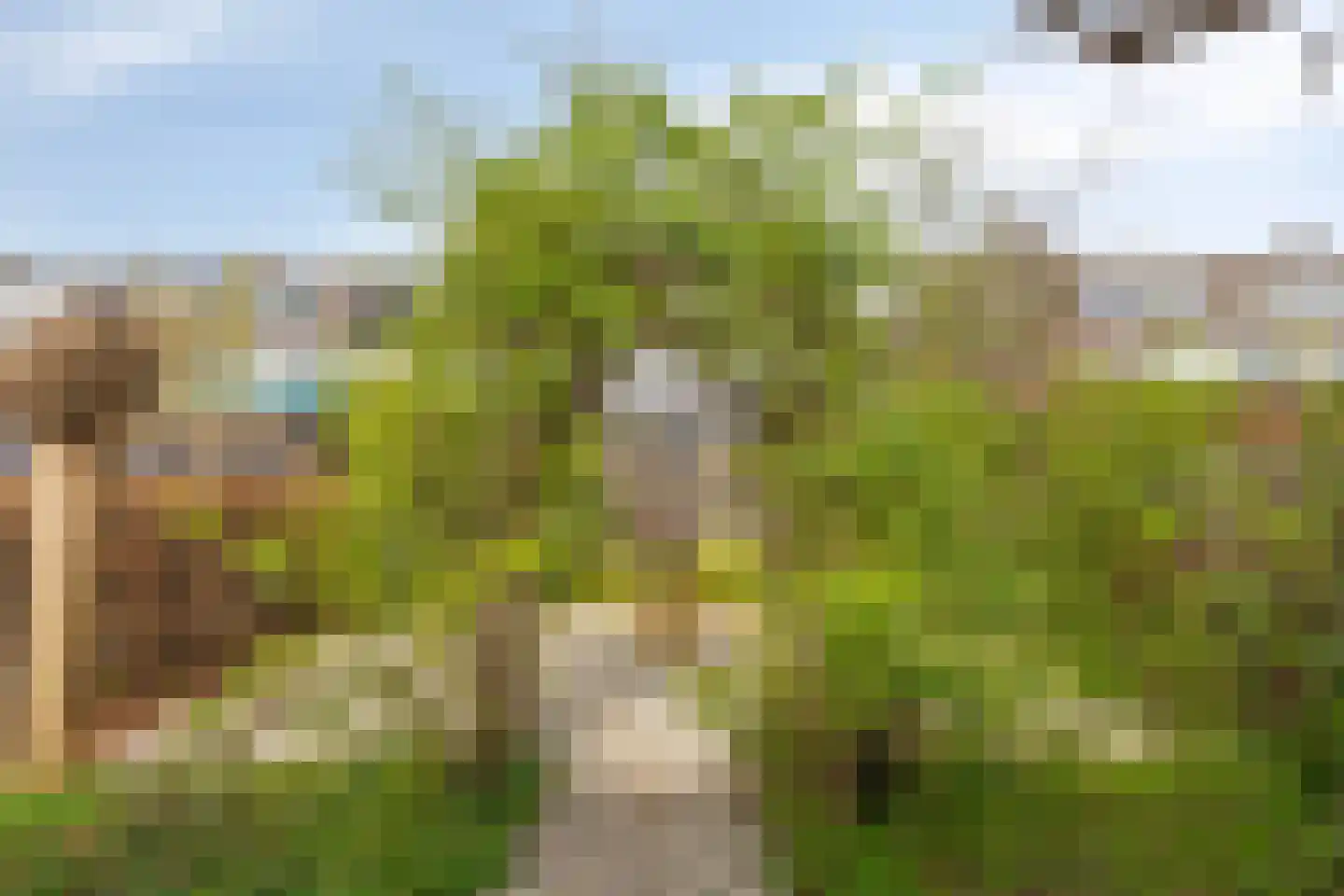 Boksdoorn 3 Krimpen aan den IJssel thumbnail 39