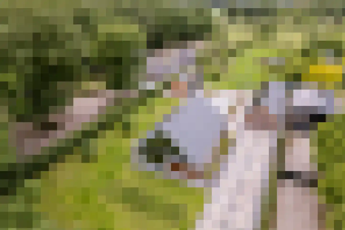 Boksheide 28 C Eersel thumbnail 7