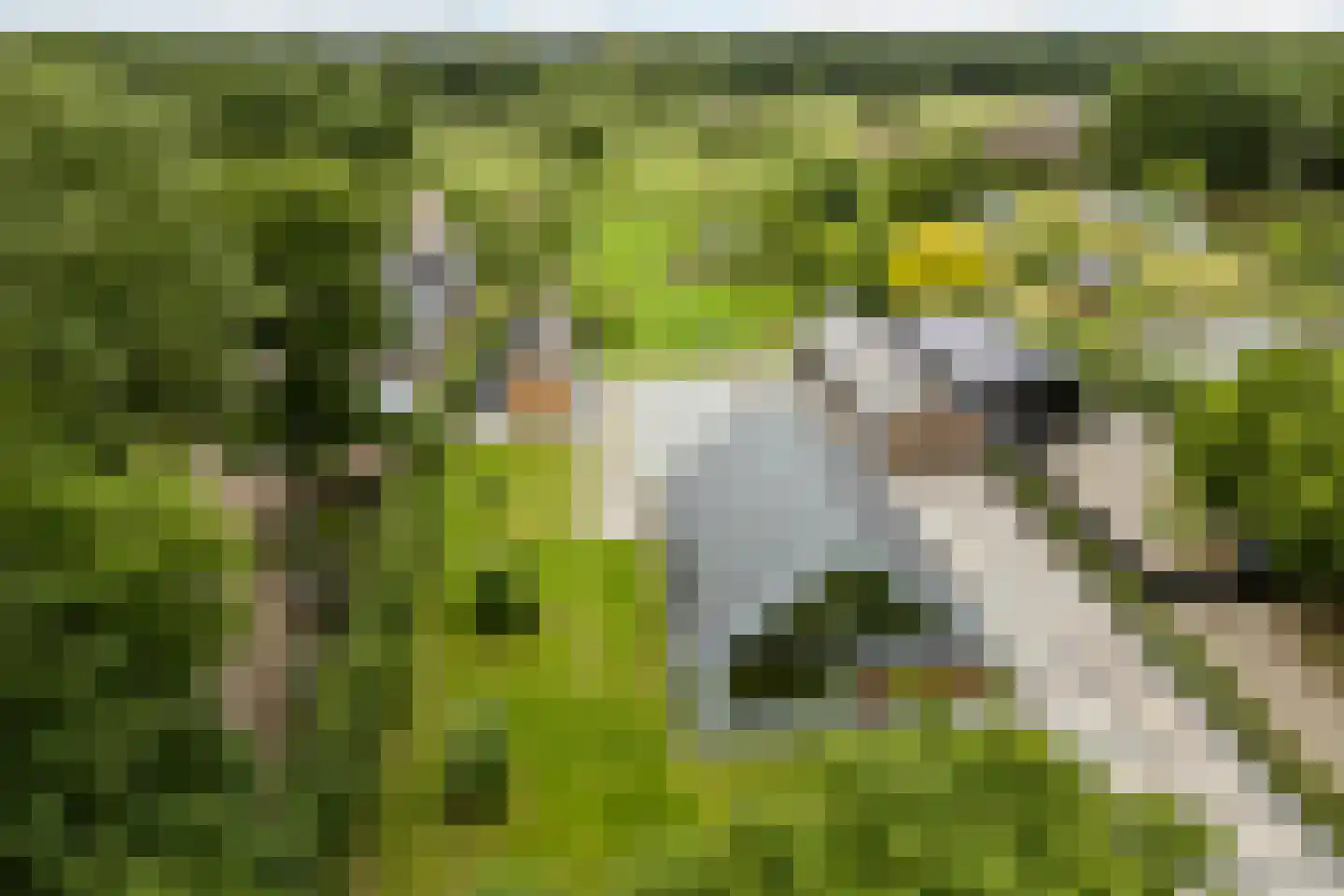 Boksheide 28 C Eersel thumbnail 97