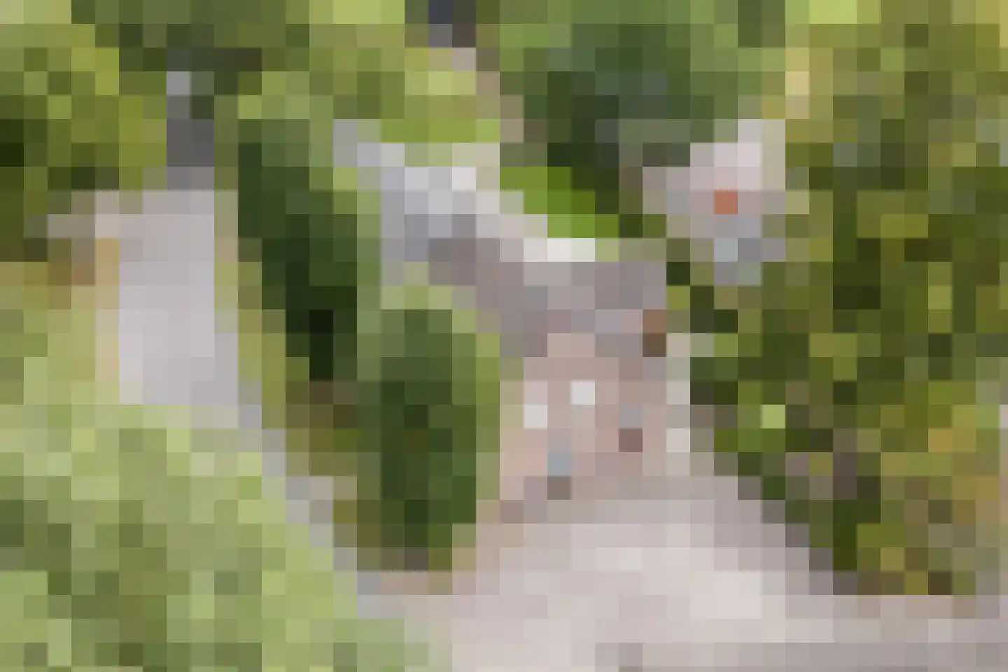 Boksheide 4 Eersel thumbnail 6
