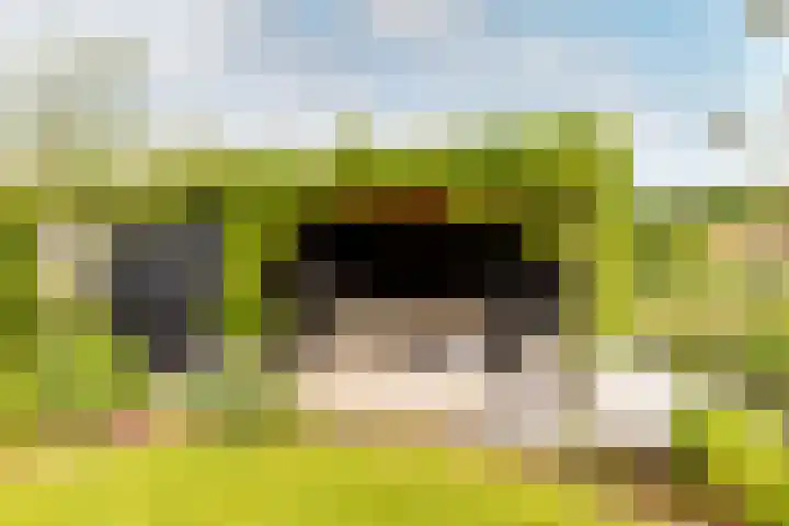Bolakker 1 Haaren thumbnail 37