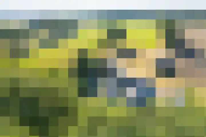 Boldermansweg 12 Winterswijk Huppel thumbnail 43