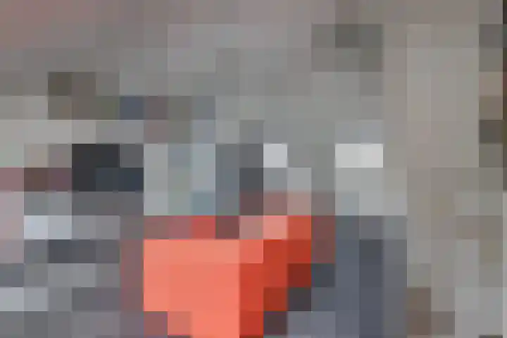 Bolero 69 Zwijndrecht thumbnail 39