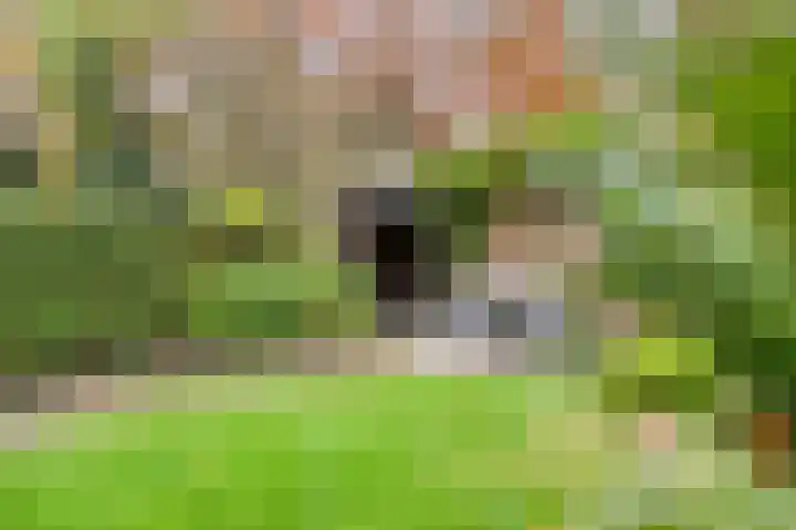 Bolhei 4 Veldhoven thumbnail 28