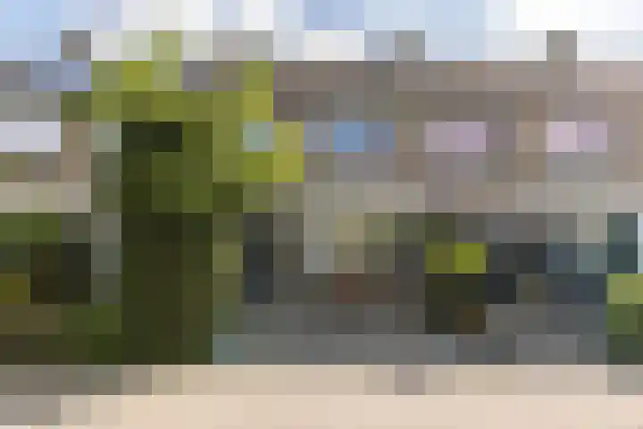 Bolkruid 10 Rotterdam thumbnail 47