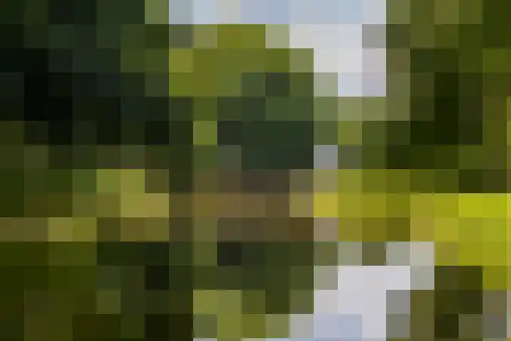 Bolkruid 10 Rotterdam thumbnail 50