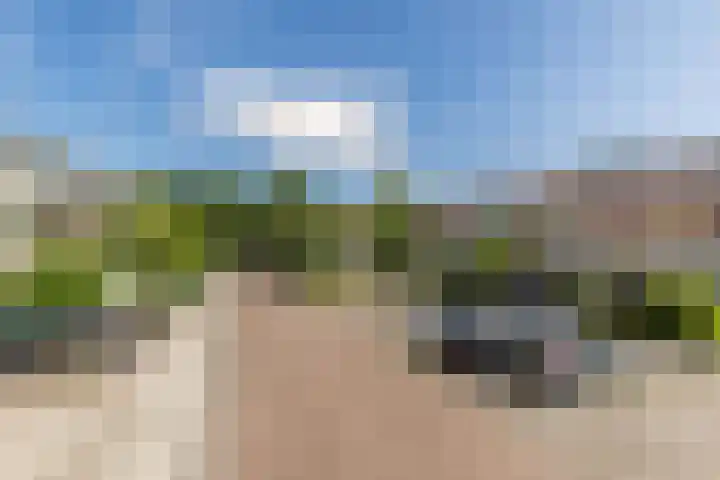 Bolkruid 10 Rotterdam thumbnail 53