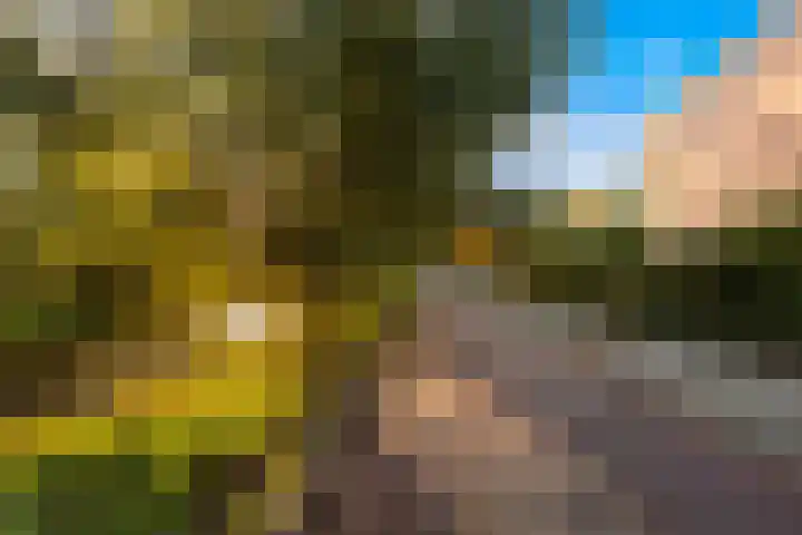 Bolkruid 197 Rotterdam thumbnail 46