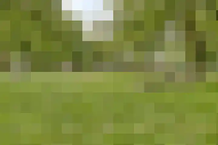 Bolkruid 42 Rotterdam thumbnail 32