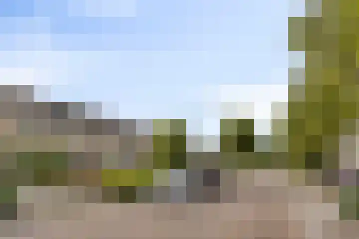 Bolkruid 42 Rotterdam thumbnail 9