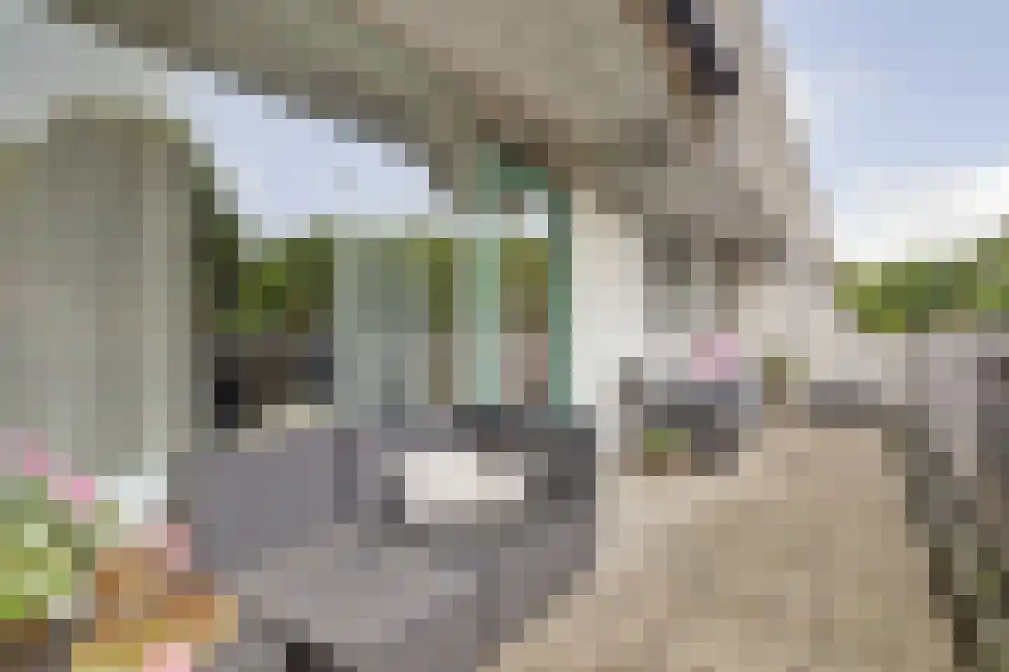 Bolksbeek 34 Zaandam thumbnail 39