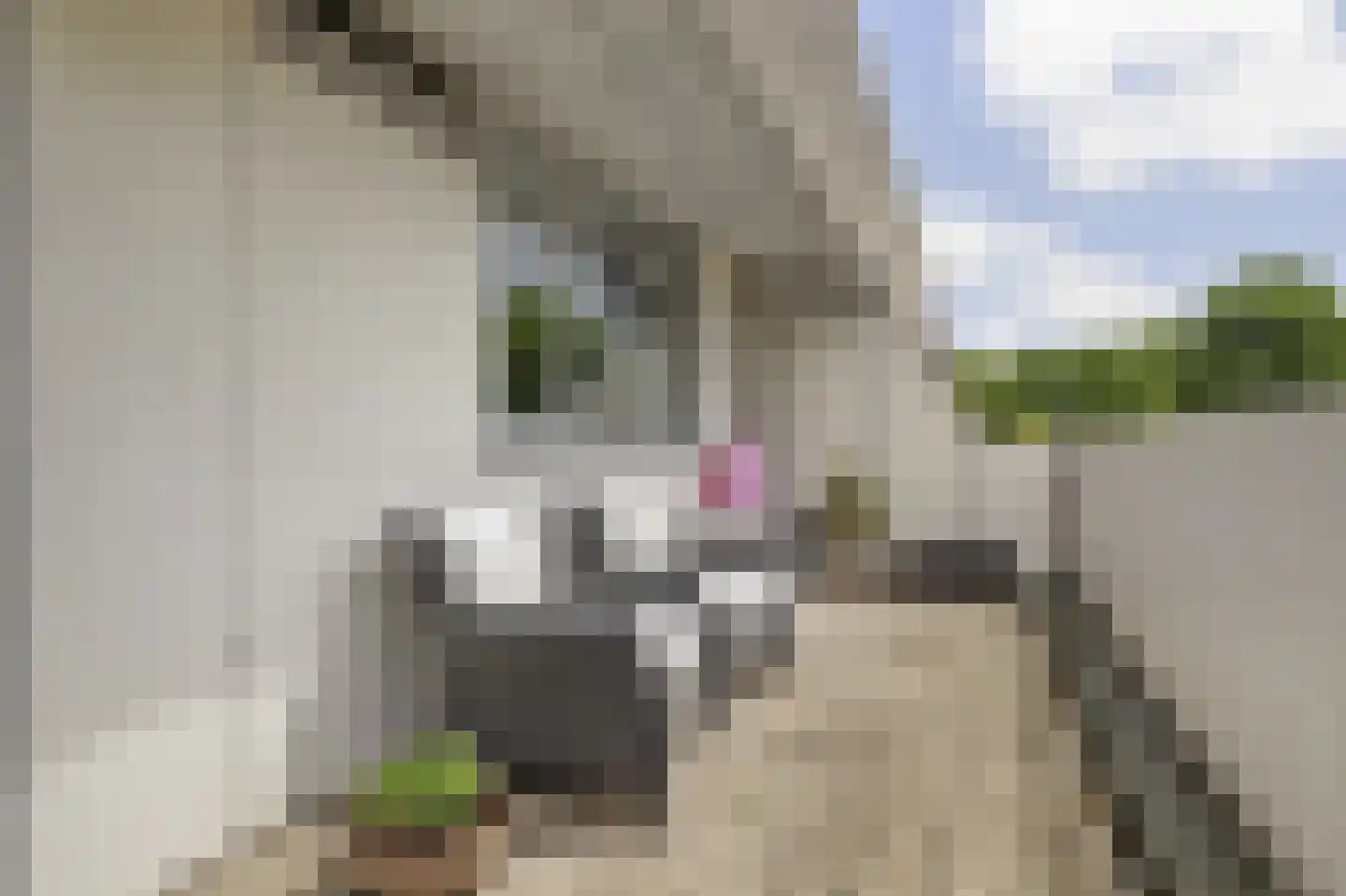 Bolksbeek 34 Zaandam thumbnail 41