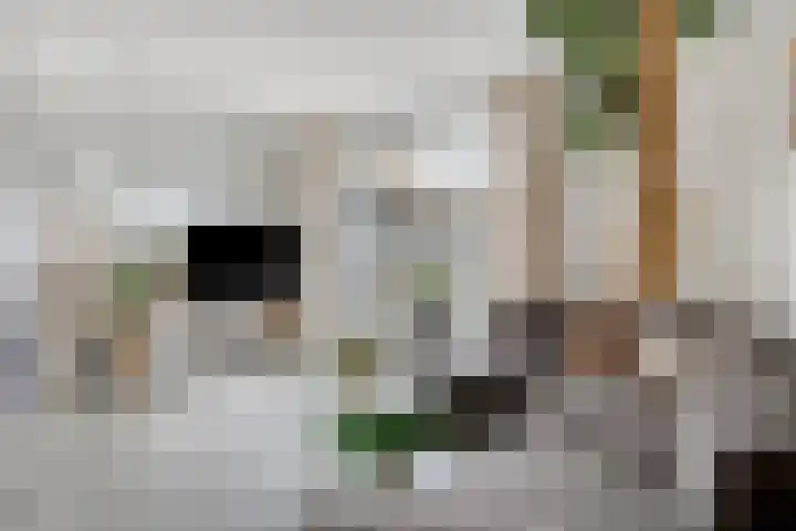 Bolle Akker 24 Boekel thumbnail 6