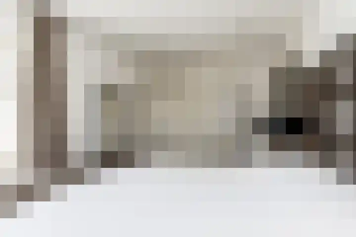 Bollenhoef 2 Eethen thumbnail 26