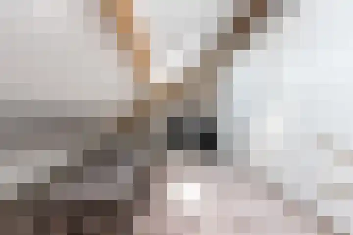 Bollenhoef 2 Eethen thumbnail 42