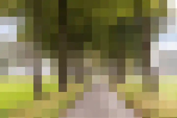 Bollenweg 9 b Ambt Delden thumbnail 53