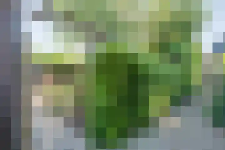 Bolster 11 Zuidwolde thumbnail 37