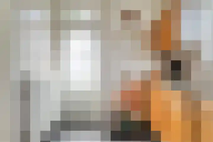Bolsterstraat 24 Slagharen thumbnail 15