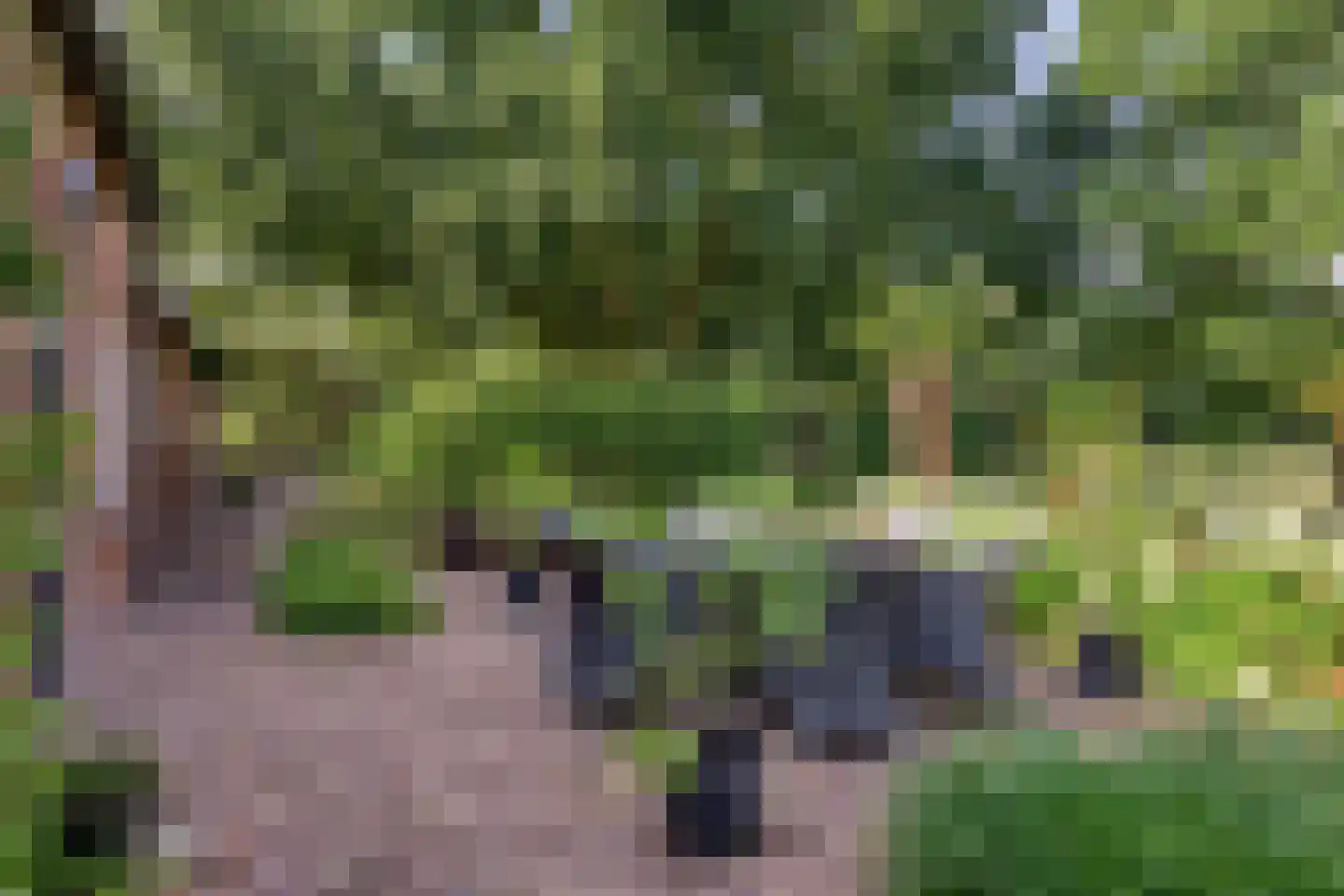 Boltsebroek 1 Escharen thumbnail 44