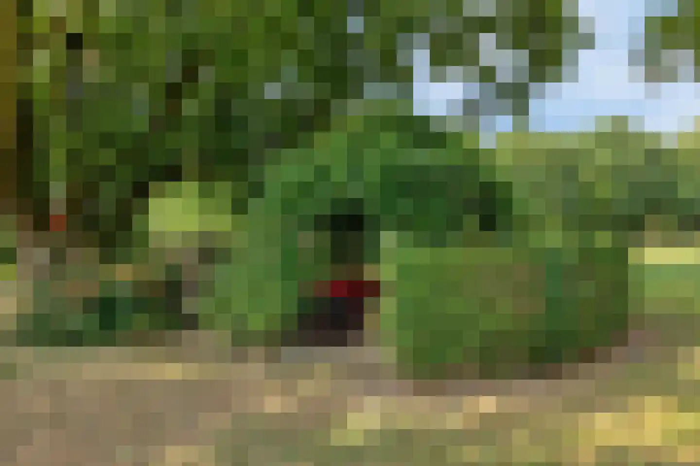 Boltsebroek 1 Escharen thumbnail 46