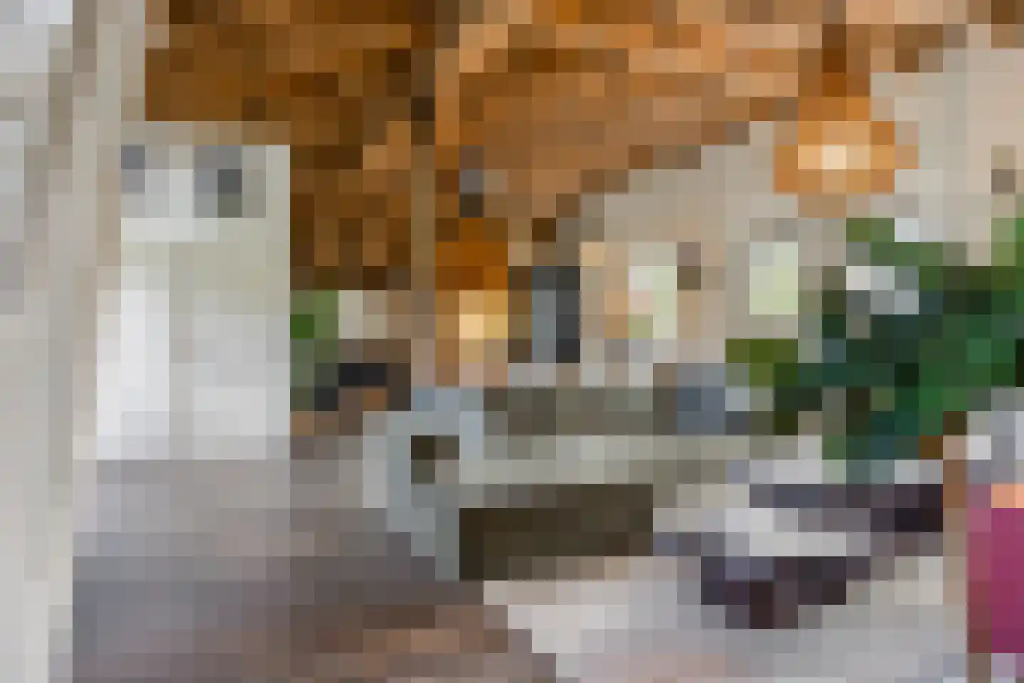 Boltsebroek 1 Escharen thumbnail 60