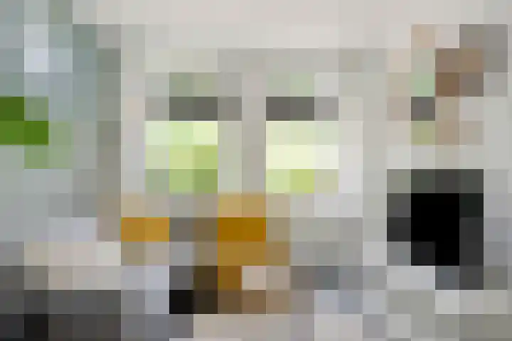 Bolwerk 6 Kampen thumbnail 9