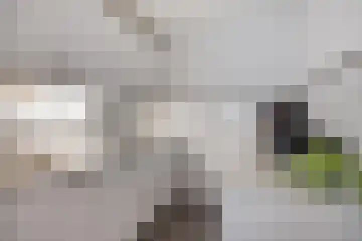 Bomanshof 231 Eindhoven thumbnail 16