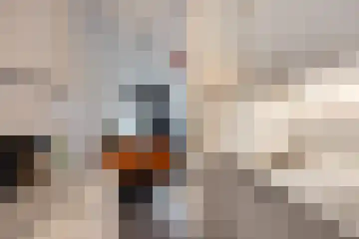 Bomanshof 231 Eindhoven thumbnail 18