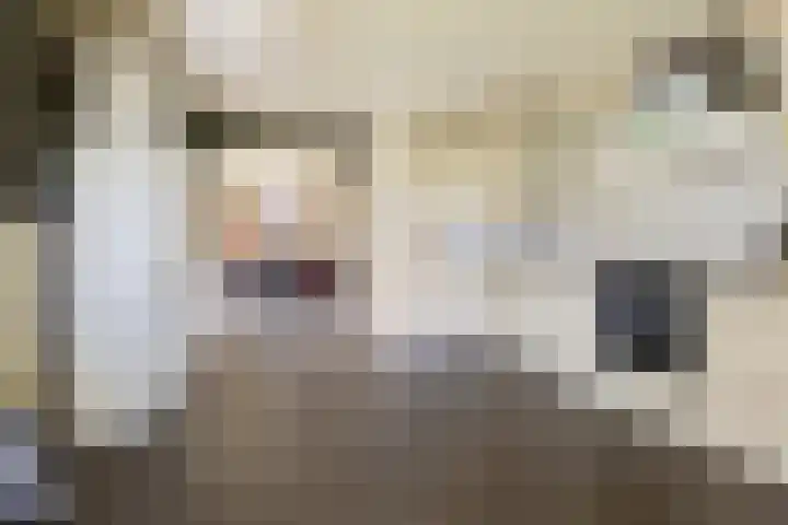 Bombay 6 Doezum thumbnail 14