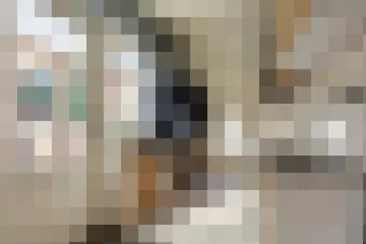 Bombay 6 Doezum thumbnail 15