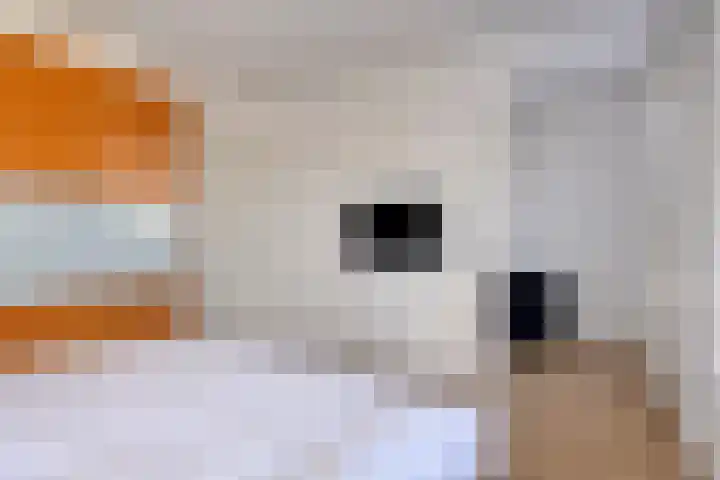 Bomenbeemd 57 Best thumbnail 33