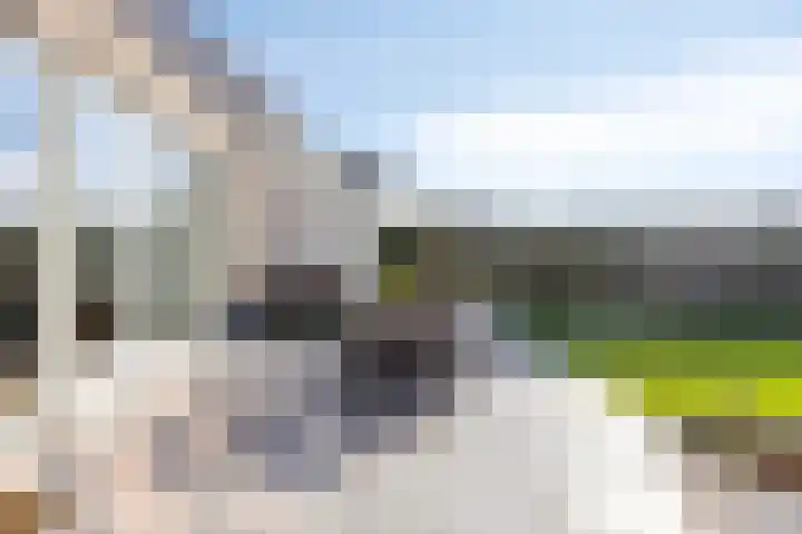 Bomenbeemd 57 Best thumbnail 58