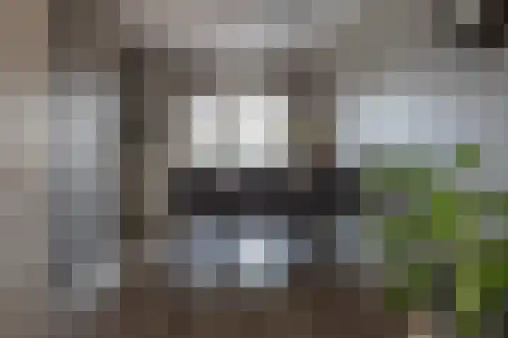 Bomenland 12 Venhuizen thumbnail 16