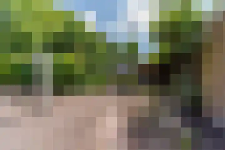 Bomenland 13 Venhuizen thumbnail 51