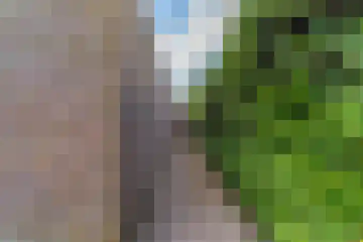 Bomenland 13 Venhuizen thumbnail 52