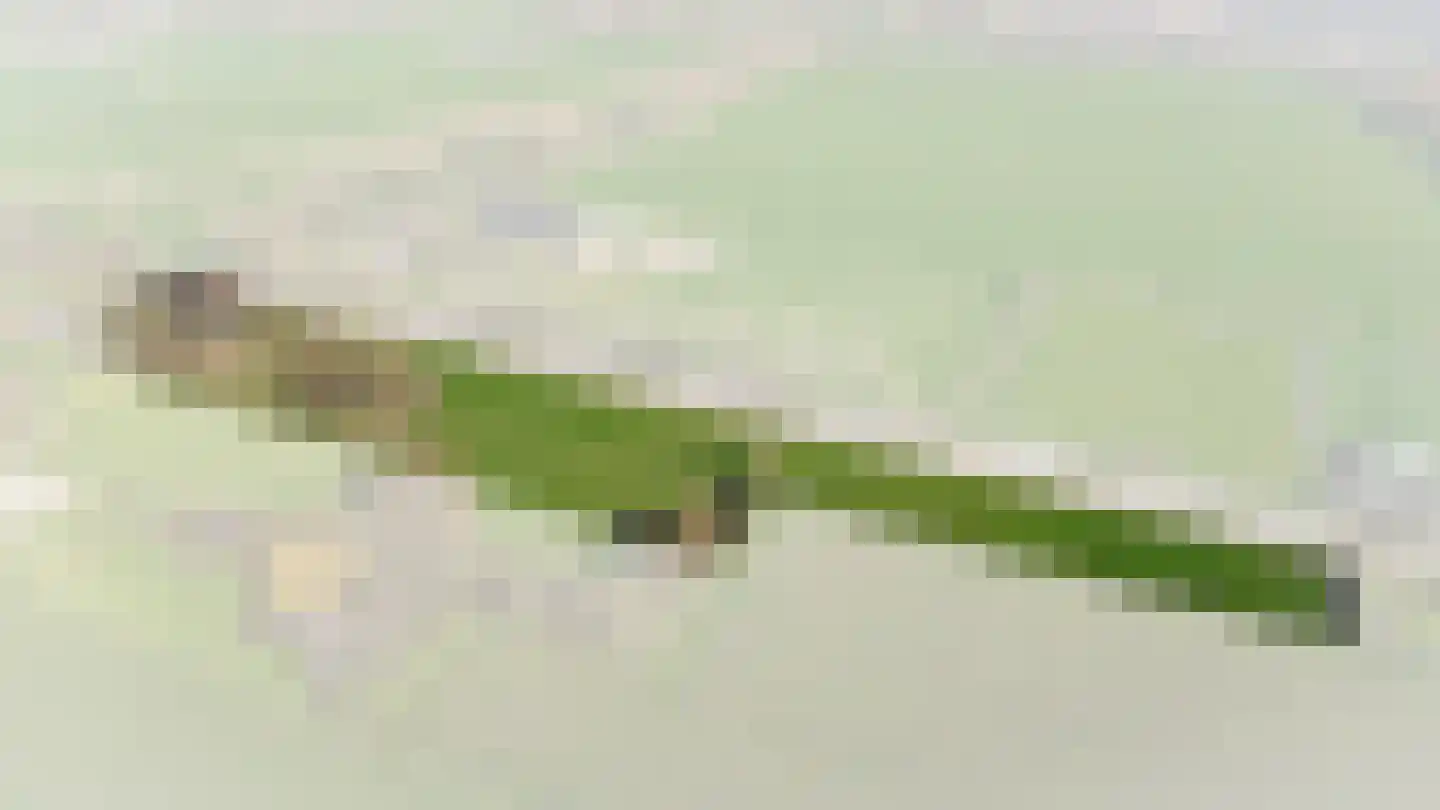 Bommelweg 1 Wadenoijen thumbnail 6