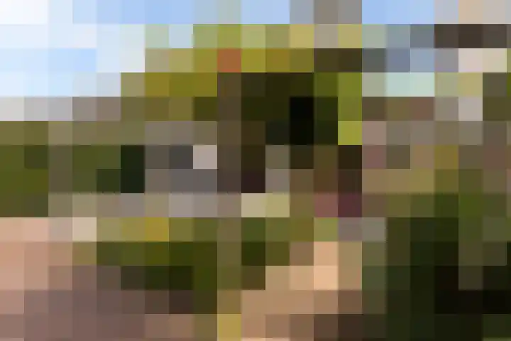 Bomschuit 8 Woerden thumbnail 50
