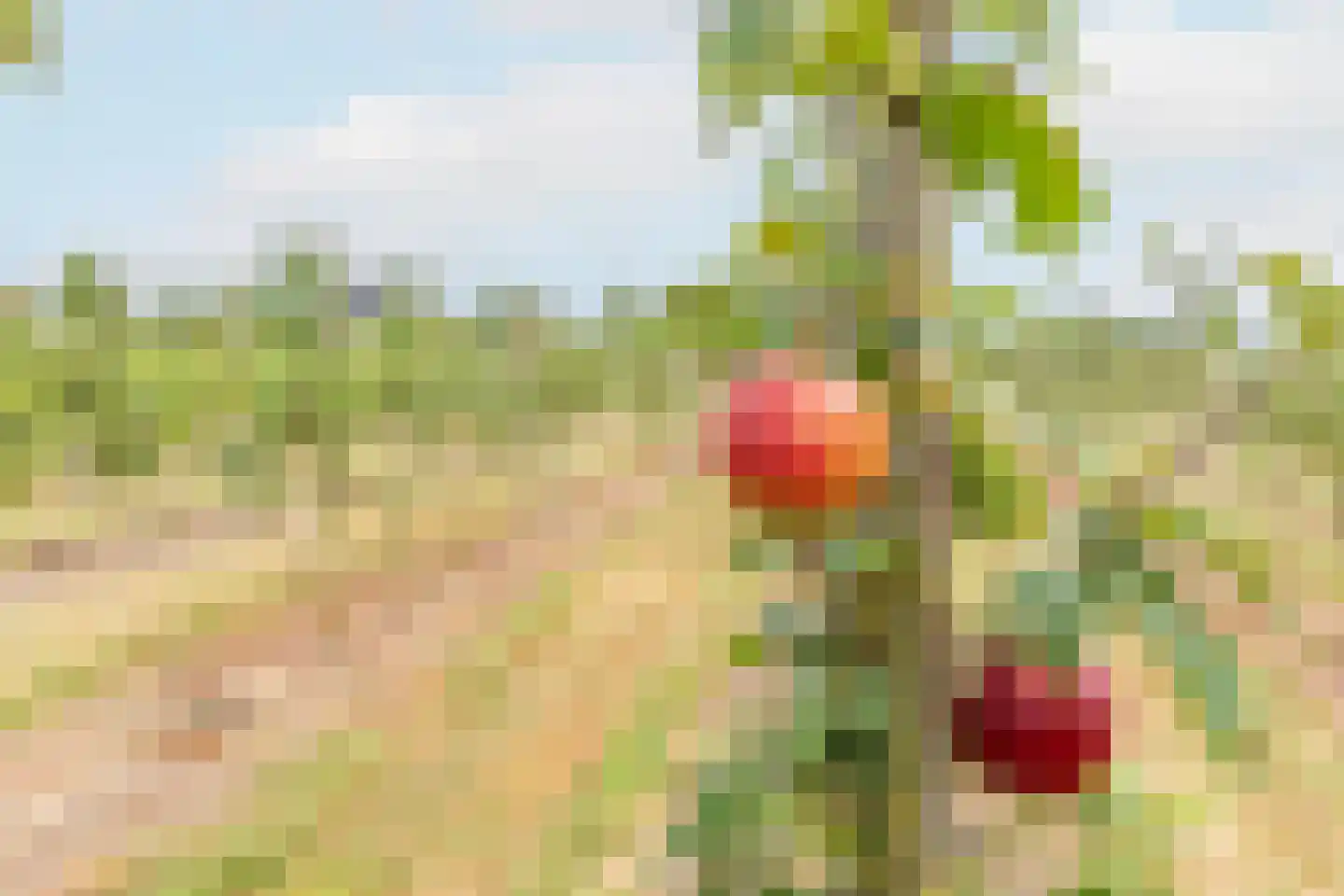Bonegraafseweg 62 Ochten thumbnail 55