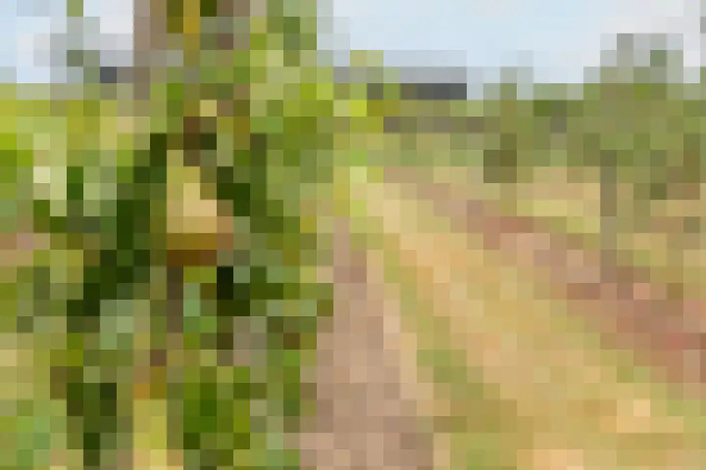 Bonegraafseweg 62 Ochten thumbnail 56