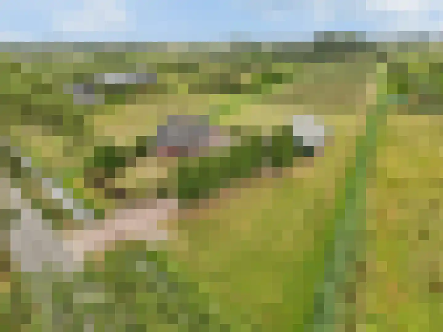 Bonegraafseweg 62 Ochten thumbnail 65