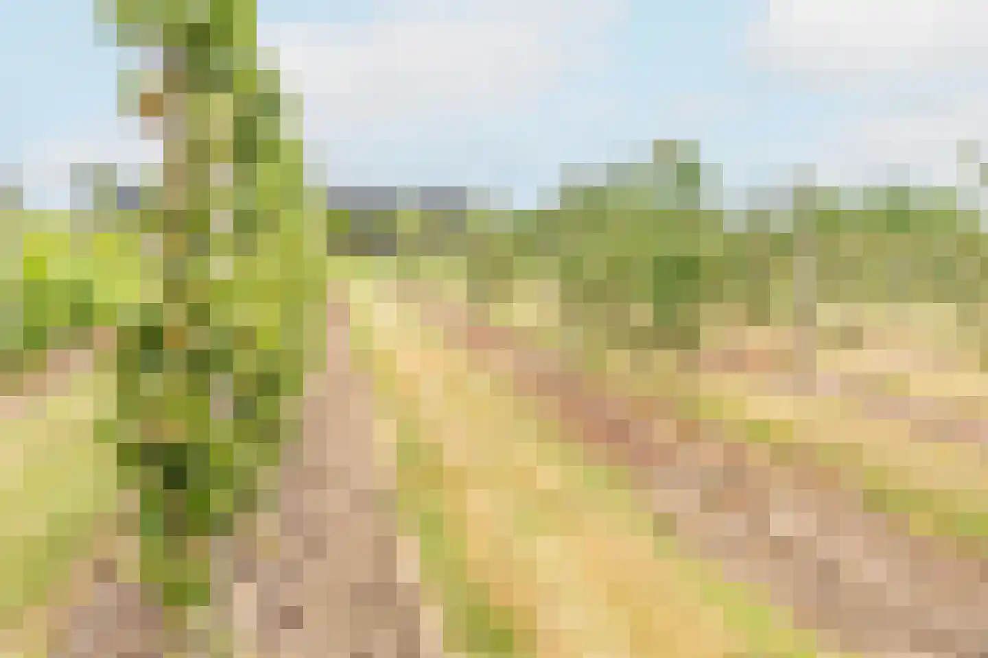 Bonegraafseweg 62 Ochten thumbnail 97