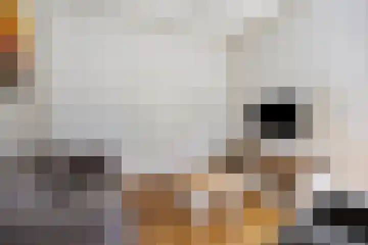 Bonenburgerlaan 15 Heerde thumbnail 7