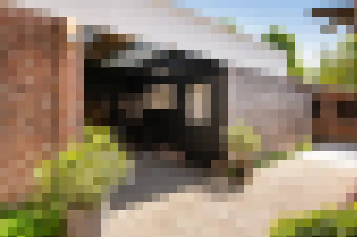 Bonenkamp 19 Rekken thumbnail 39