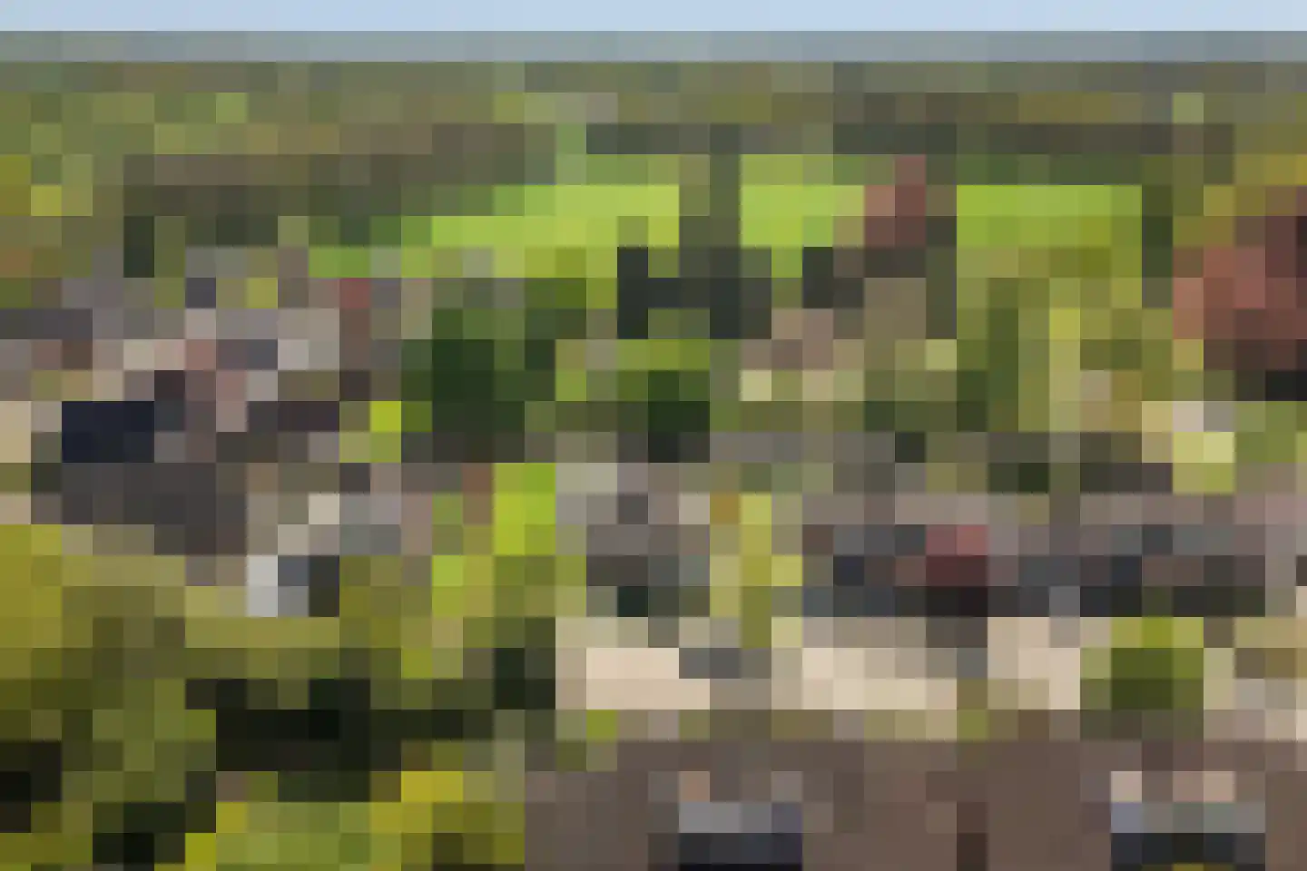Bonenkamp 19 Rekken thumbnail 45