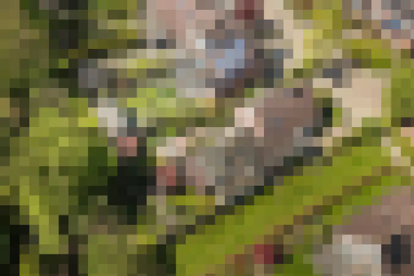 Bonenkamp 19 Rekken thumbnail 47