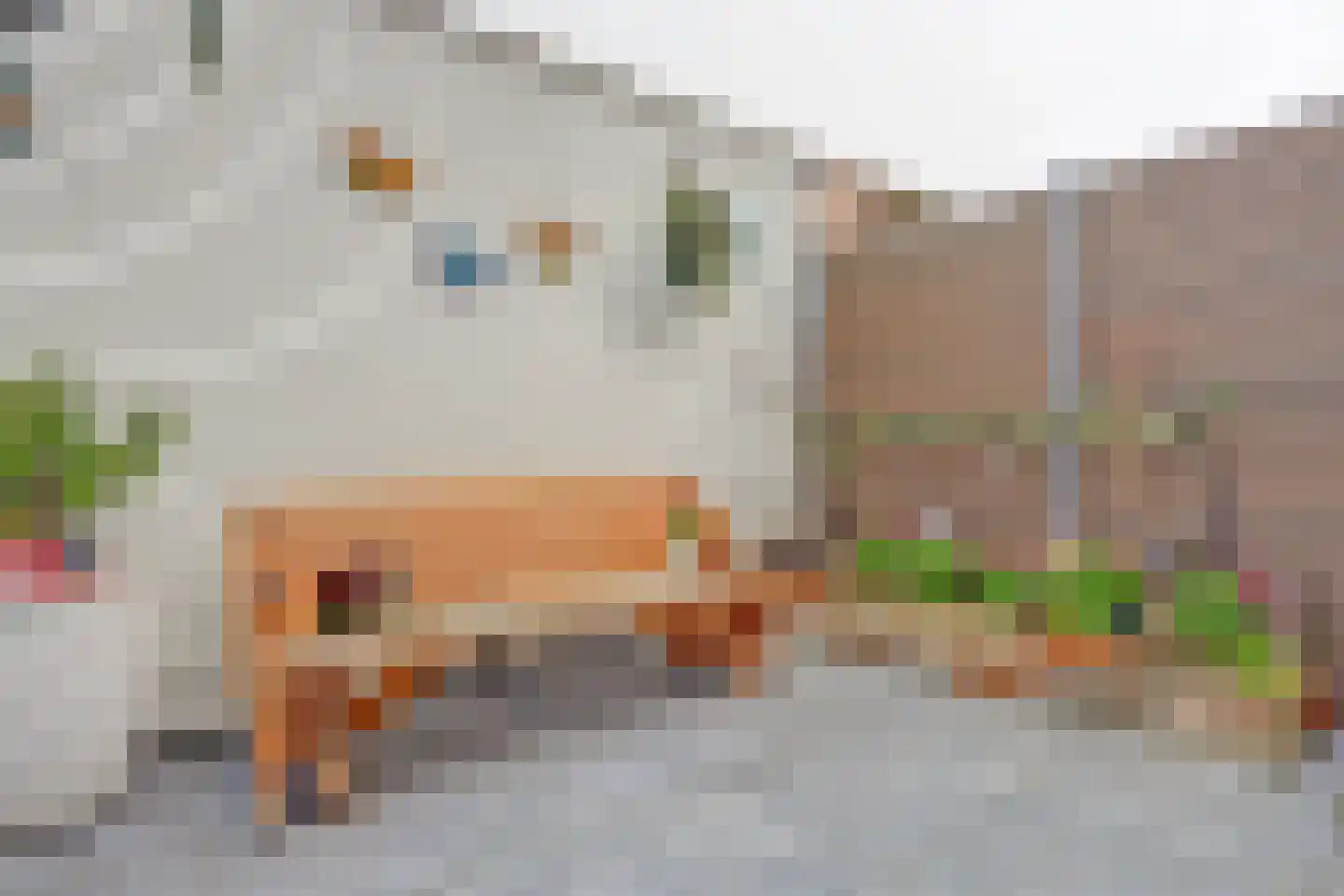 Bonenkruidpad 15 Wateringen thumbnail 39